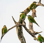 Blue-cheeked Bee-eater