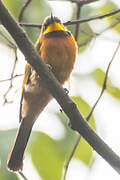 Cinnamon-chested Bee-eater