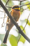 Cinnamon-chested Bee-eater