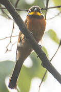 Cinnamon-chested Bee-eater