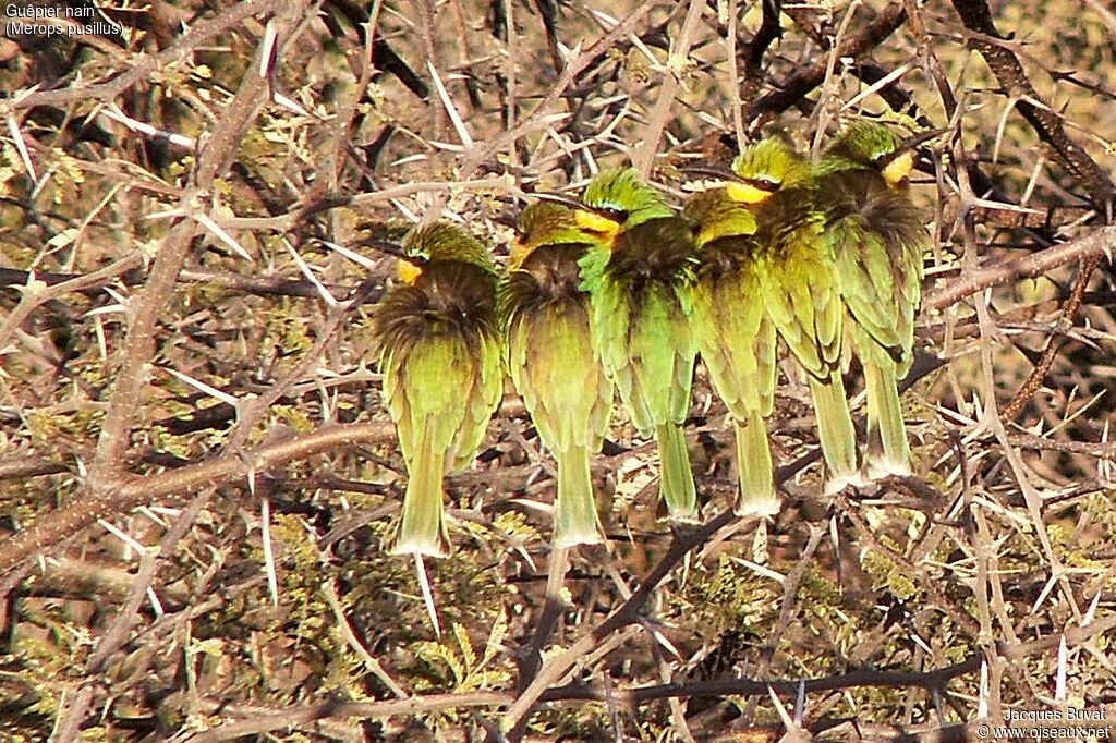 Little Bee-eater