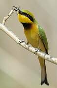 Little Bee-eater