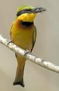 Little Bee-eater