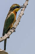 Little Bee-eater