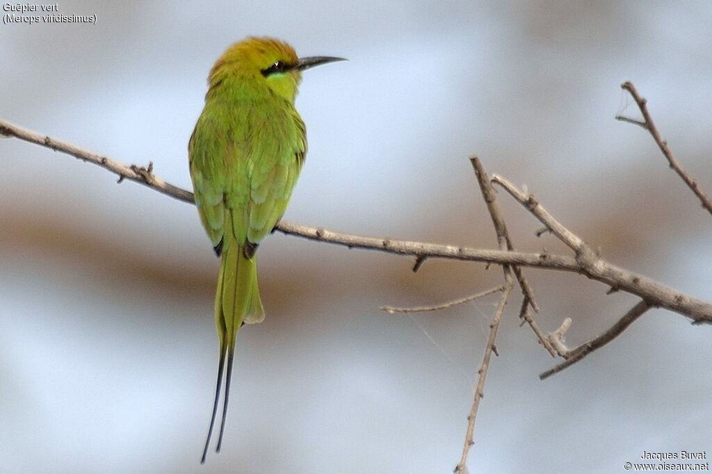 African Green Bee-eater