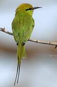 African Green Bee-eater