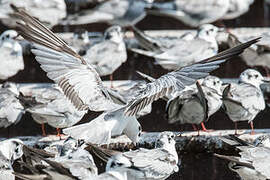 White-winged Tern