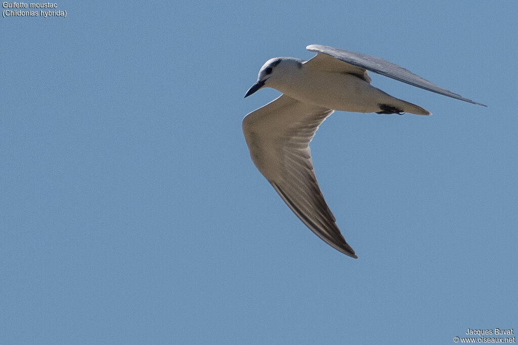 Whiskered Ternadult post breeding, identification, aspect, pigmentation, Flight