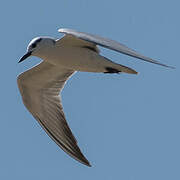 Whiskered Tern