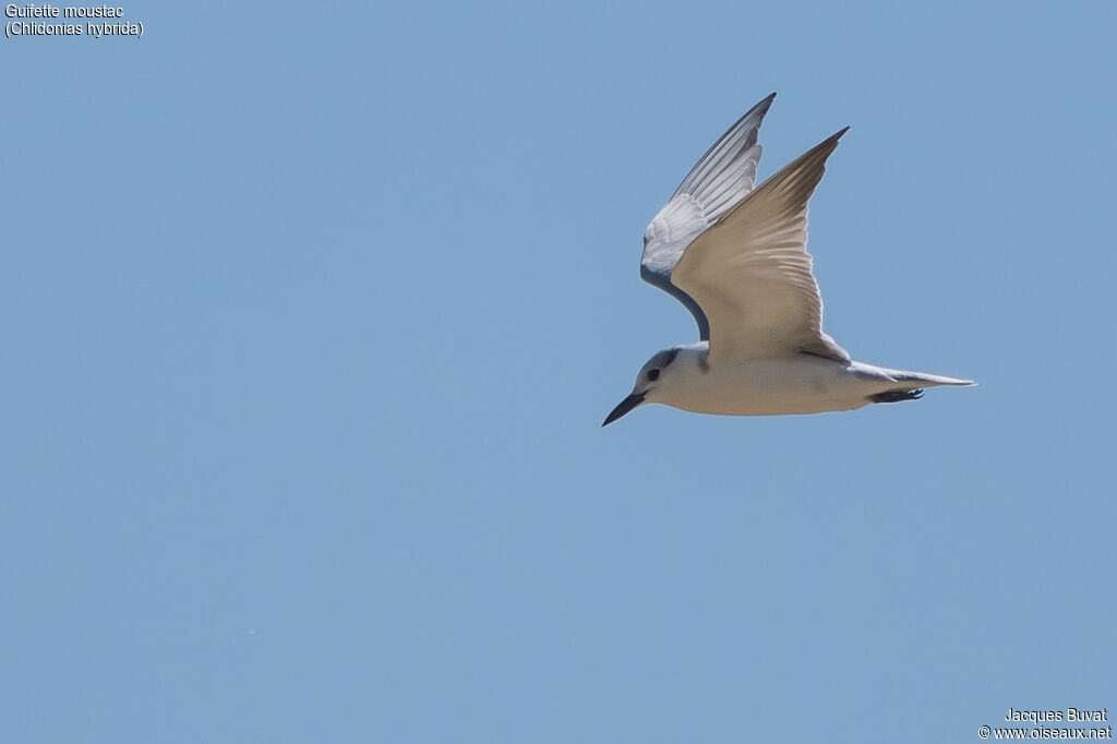 Whiskered Ternadult post breeding, identification, aspect, pigmentation, Flight