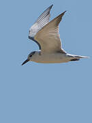 Whiskered Tern