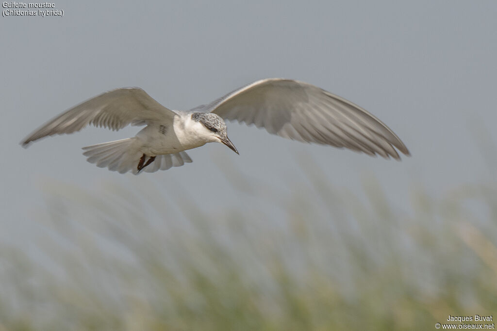 Whiskered Ternadult post breeding, identification, aspect, pigmentation, Flight, fishing/hunting