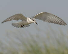 Whiskered Tern