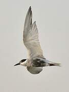 Whiskered Tern