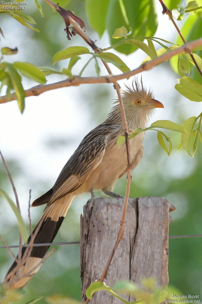 Guira cantaraadulte