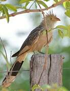 Guira Cuckoo