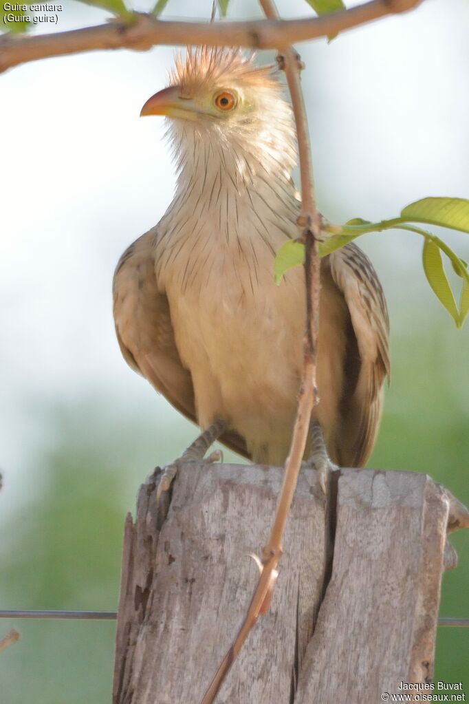 Guira cantaraadulte