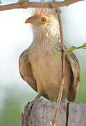 Guira Cuckoo