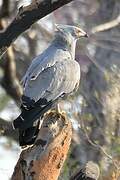 African Harrier-Hawk