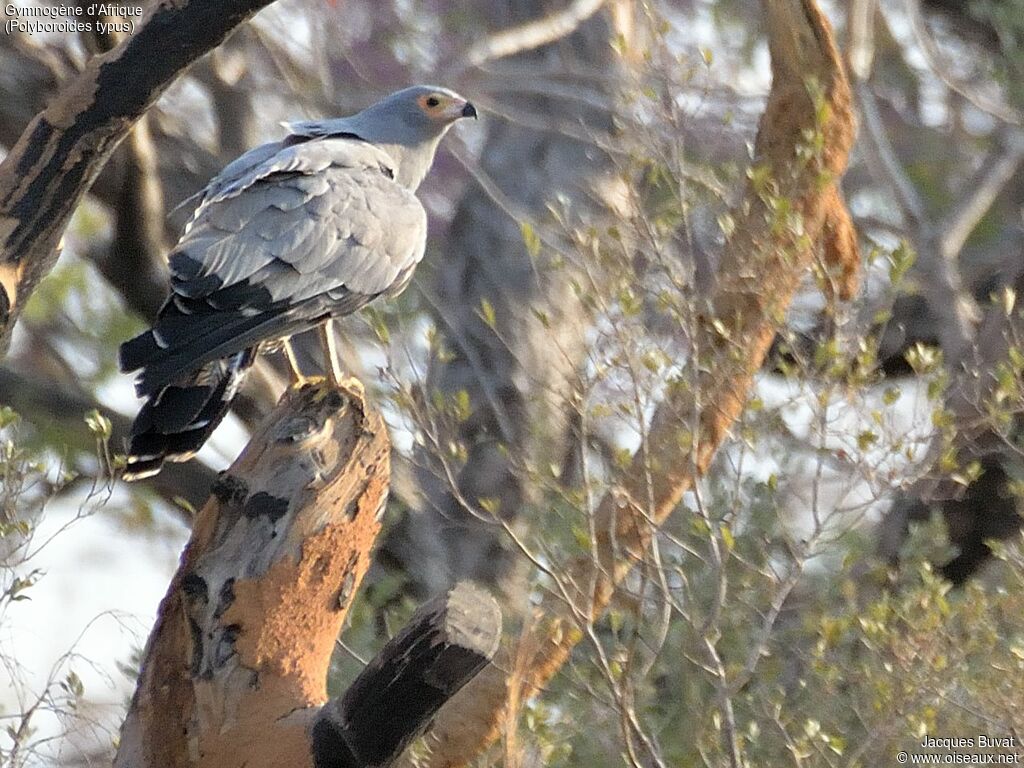 African Harrier-Hawk