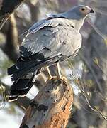 African Harrier-Hawk