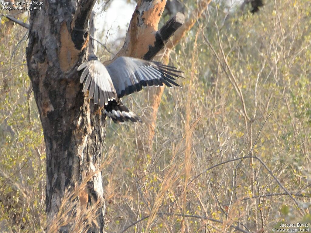 African Harrier-Hawkadult, identification, Behaviour