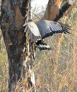 African Harrier-Hawk