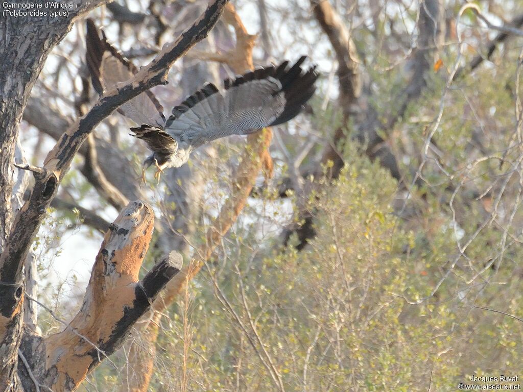 African Harrier-Hawkadult