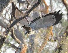 African Harrier-Hawk