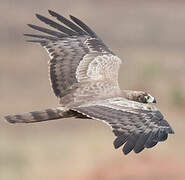 African Harrier-Hawk