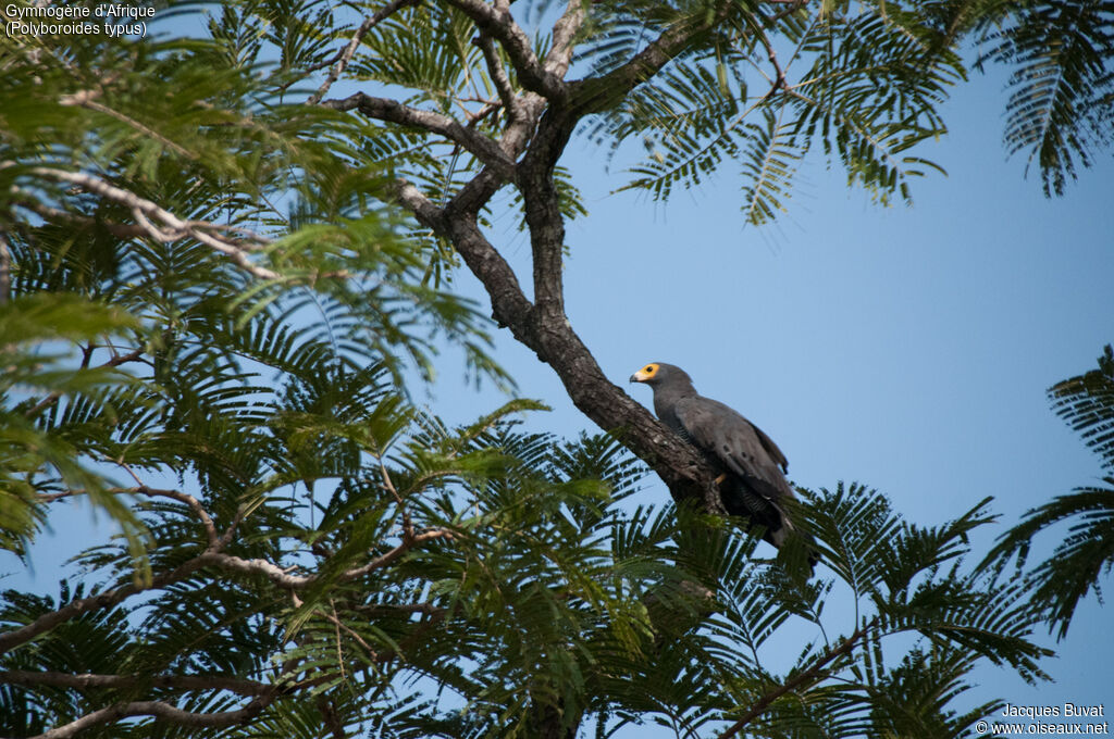 African Harrier-Hawk