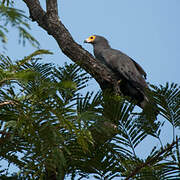 African Harrier-Hawk