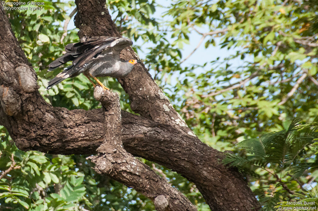 African Harrier-Hawkadult, aspect, pigmentation, Flight