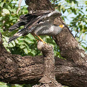 African Harrier-Hawk