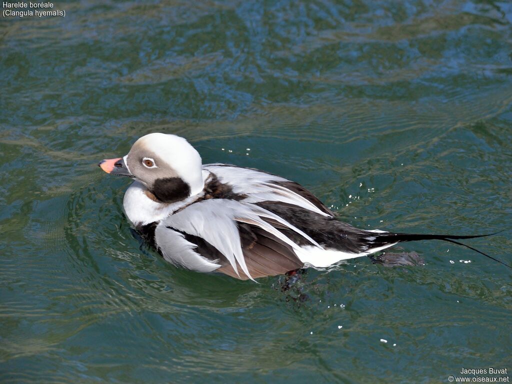 Long-tailed Duck