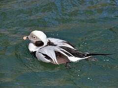 Long-tailed Duck