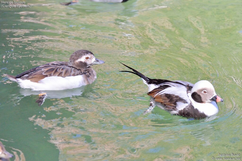 Long-tailed Duckadult post breeding, habitat, aspect, pigmentation, swimming