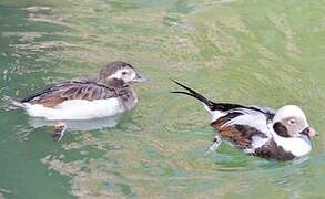 Long-tailed Duck