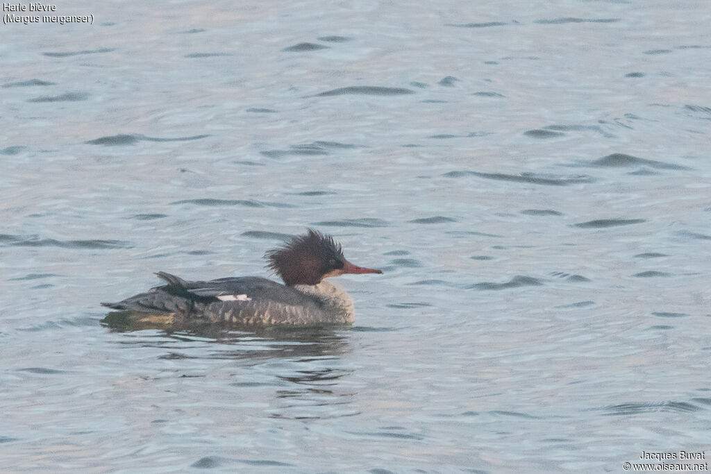 Common Merganser female adult, identification, close-up portrait, habitat, aspect, pigmentation