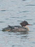 Common Merganser