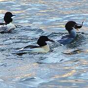 Common Merganser