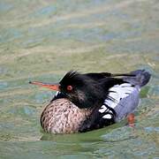 Red-breasted Merganser