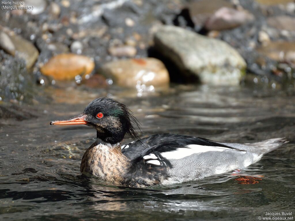 Red-breasted Merganser male adult breeding, close-up portrait, aspect, pigmentation, swimming