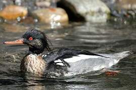 Red-breasted Merganser