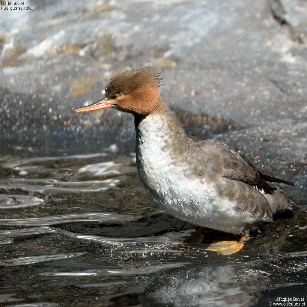 Red-breasted Merganser female adult, close-up portrait, aspect, pigmentation