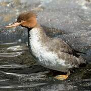 Red-breasted Merganser