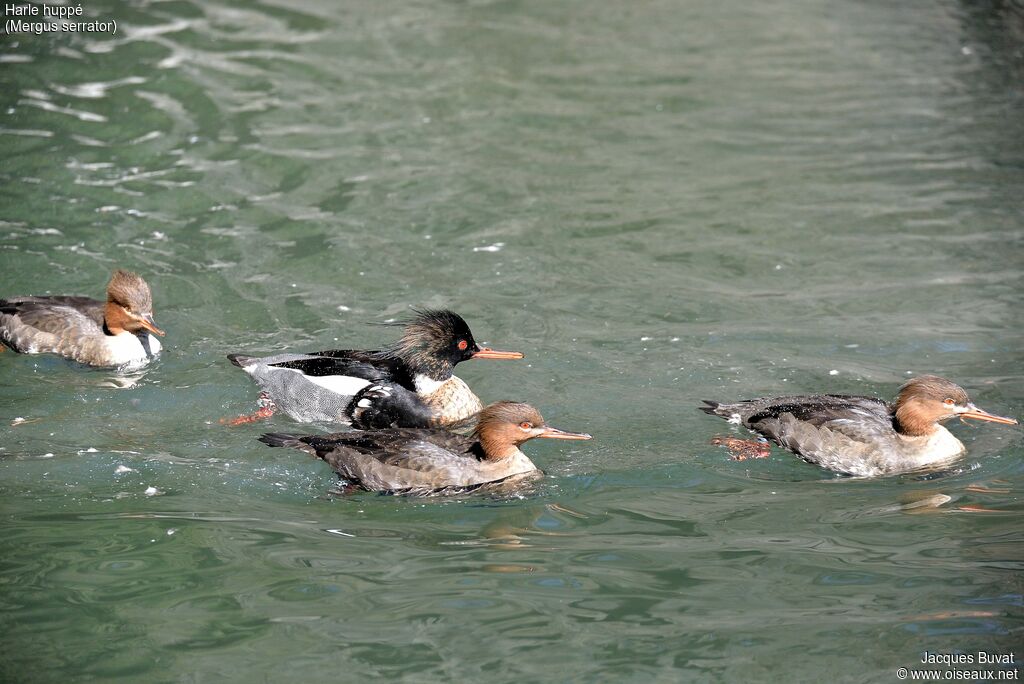 Red-breasted Merganser female juvenile, aspect, pigmentation, swimming