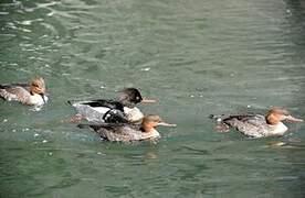 Red-breasted Merganser