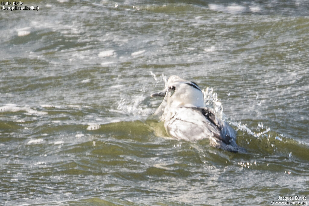 Smew male adult breeding, identification, aspect, pigmentation, swimming