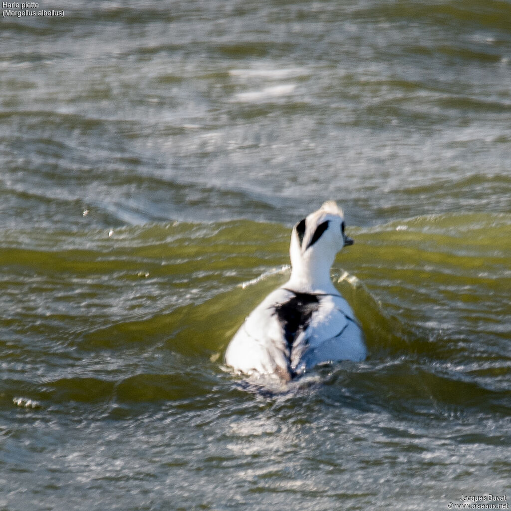 Smew, identification, aspect, pigmentation, swimming